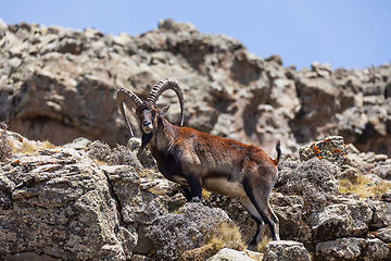 Image showing rare Walia ibex in Simien, Ethiopia wildlife