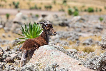 Image showing rare Walia ibex in Simien Mountains Ethiopia