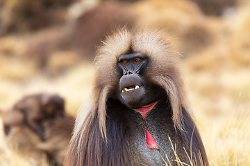 Image showing endemic monkey Gelada in Simien mountain, Ethiopia