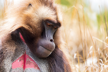 Image showing endemic monkey Gelada in Simien mountain, Ethiopia