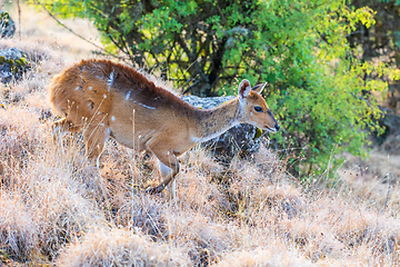 Image showing rare Menelik bushbuck, Ethiopia, Africa wilderness