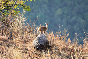 Image showing Oreotragus oreotragus, stands on rock, Ethiopia. Africa Wildlife