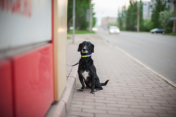 Image showing Dog standing on a road