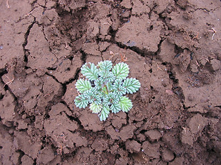 Image showing desert - crack plant