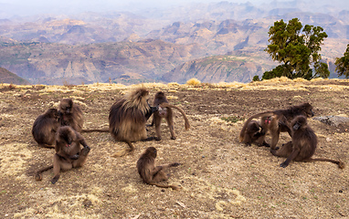 Image showing endemic Gelada in Simien mountain, Ethiopia