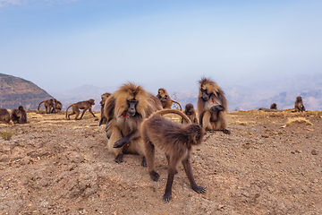 Image showing endemic Gelada in Simien mountain, Ethiopia