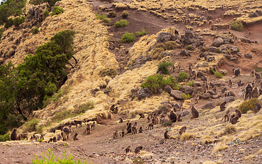 Image showing endemic Gelada in Simien mountain, Ethiopia