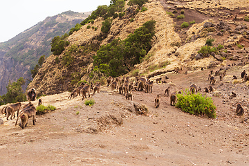 Image showing endemic Gelada in Simien mountain, Ethiopia