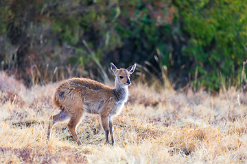 Image showing rare Menelik bushbuck, Ethiopia, Africa wilderness