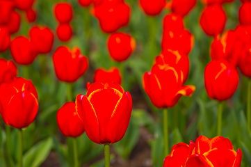 Image showing colorful tulips field