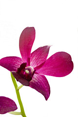 Image showing Pink Iris
