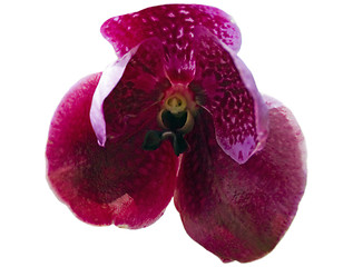 Image showing Pink Iris