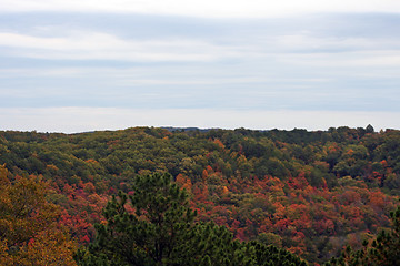 Image showing Fall Forest