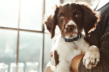 Image showing Closeup dog face, arms and woman in home with love, care and bonding with animal for friendship by window. Puppy pet, embrace and owner in house with hug, blurred background and sunshine in apartment