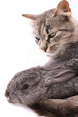 Image showing cat and rabbit