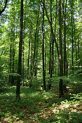 Image showing forest