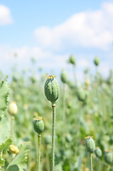 Image showing poppy field