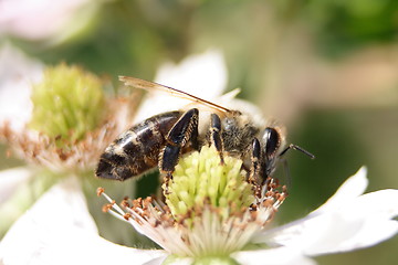 Image showing bee