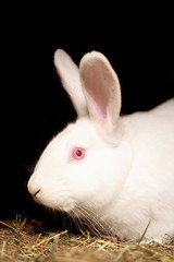 Image showing rabbit