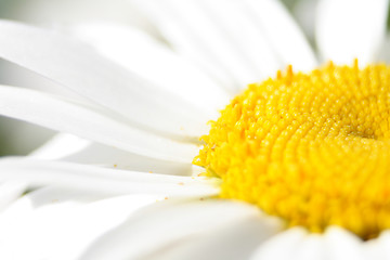 Image showing flower background