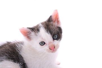 Image showing kitten