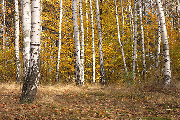 Image showing autumn