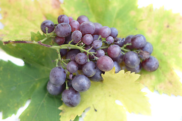 Image showing red grapes