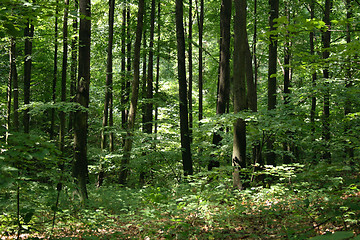 Image showing forest