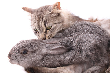 Image showing cat and rabbit
