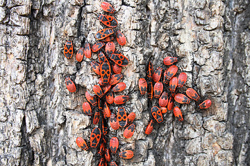 Image showing red bugs