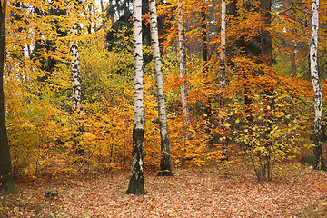 Image showing autumn