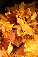 Image showing autumn leaves