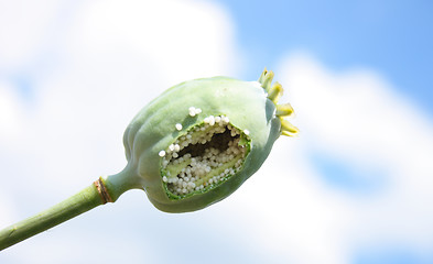 Image showing poppy