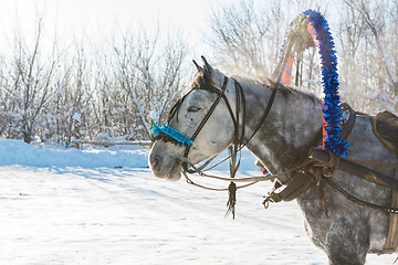 Image showing Horse pulling sleigh in winter