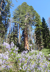 Image showing Sequoia National Park