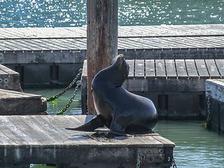 Image showing sea lion in San Francisco