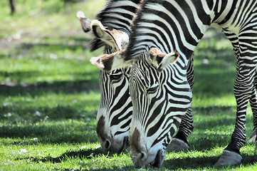 Image showing Zebras