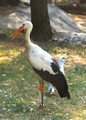 Image showing Stork