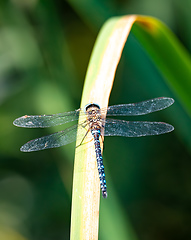 Image showing dragonfly, Aeshna cyanea, insect in natural