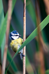 Image showing Eurasian blue tit in the nature