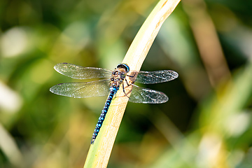 Image showing dragonfly, Aeshna cyanea, insect in natural