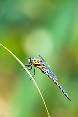 Image showing dragonfly, Aeshna cyanea, insect in natural