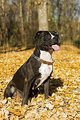 Image showing Portrait of the american staffordshire terrier against foliage