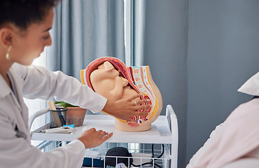 Image showing Model of pregnant woman womb or baby in stomach by doctor teaching or explaining at the hospital. Fetus, healthcare and birth demonstration by professional with a mock plastic fetal anatomy