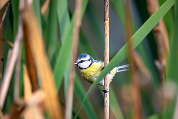 Image showing Eurasian blue tit in the nature