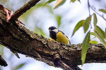Image showing beautiful small bird great tit in spring