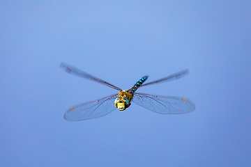 Image showing dragonfly, Aeshna cyanea, insect in natural