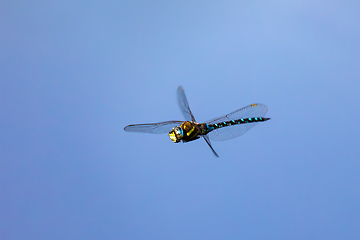 Image showing dragonfly, Aeshna cyanea, insect in natural