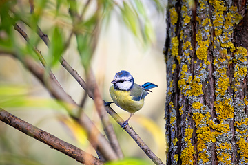 Image showing Eurasian blue tit in the nature