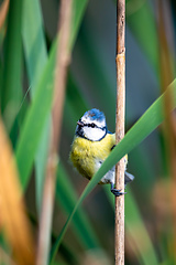 Image showing Eurasian blue tit in the nature